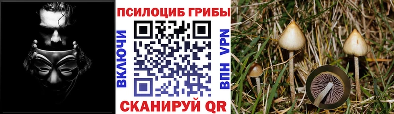 Галлюциногенные грибы мухоморы блэк спрут рабочий сайт Михайловск